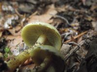 Grünblättriger Schwefelkopf